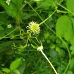 Geum laciniatum fruit picture by William Coville (cc-by-sa)