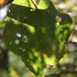 Dombeya ciliata leaf picture by E. Mouysset (cc-by-sa)