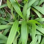 Setaria palmifolia leaf picture by Clemens J. Mayer (cc-by-sa)