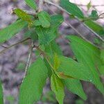 Malus angustifolia leaf picture by Maarten Vanhove (cc-by-sa)