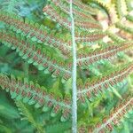 Dryopteris filix-mas flower picture by Pierre LEON (cc-by-sa)