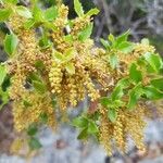 Quercus coccifera flower picture by Manuel Ibanez (cc-by-sa)