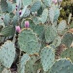 Opuntia stricta habit picture by Acosta García Isabel (cc-by-sa)