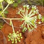 Myodocarpus fraxinifolius flower picture by nicoplant (cc-by-sa)