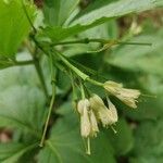 Cardamine enneaphyllos fruit picture by jack (cc-by-sa)