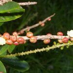 Sarcopera sessiliflora fruit picture by Nelson Zamora Villalobos (cc-by-nc)