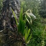 Brassavola nodosa habit picture by Gabriel Ollivier (cc-by-sa)