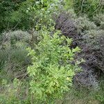 Euonymus europaeus habit picture by Gaël Covain (cc-by-sa)