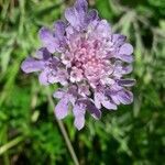 Scabiosa holosericea flower picture by gli.galad.78 (cc-by-sa)