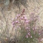 Limonium echioides flower picture by Alvaro Arques (cc-by-sa)