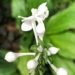 Calanthe triplicata flower picture by Pierre Bonnet (cc-by-sa)