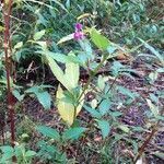 Impatiens glandulifera habit picture by Elfenbeinspecht (cc-by-sa)