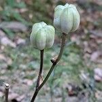 Lilium martagon fruit picture by Jean-Marie Frenoux (cc-by-sa)