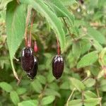 Fuchsia magellanica fruit picture by Hansjoerg Hageld (cc-by-sa)