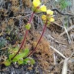 Castratella piloselloides habit picture by Gabriel OLLIVIER (cc-by-sa)