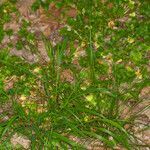 Carex muricata habit picture by Martin Bishop (cc-by-sa)