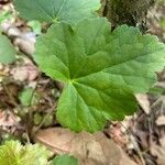 Heuchera americana leaf picture by melissa morgan (cc-by-sa)