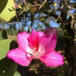 Bauhinia variegata flower picture by sandrine morel (cc-by-sa)