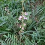 Tephrosia purpurea flower picture by Hevellyn Enne (cc-by-sa)