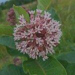 Asclepias sullivantii flower picture by Justin Wood (cc-by-sa)