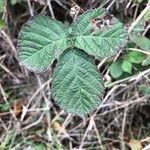 Rubus ferocior leaf picture by hugo (cc-by-sa)