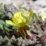 Oenothera punae flower picture by Fabien Anthelme (cc-by-sa)