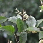 Mortoniodendron anisophyllum fruit picture by Nelson Zamora Villalobos (cc-by-nc)