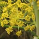 Ferula communis flower picture by Szabolcs Frater (cc-by-sa)