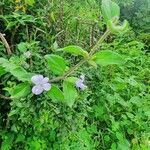 Barleria submollis habit picture by susan brown (cc-by-sa)