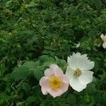 Rosa tomentosa flower picture by Daniel Bourget (cc-by-sa)