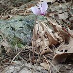 Cyclamen hederifolium habit picture by Sylvain Piry (cc-by-sa)