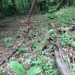 Veratrum nigrum habit picture by Ágnes Varga (cc-by-sa)