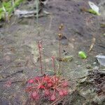 Drosera capillaris habit picture by Renato Lima (cc-by-nc-sa)