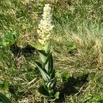 Veratrum album flower picture by Heinz Groß (cc-by-sa)