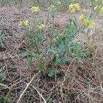 Sisymbrium loeselii habit picture by Ewa Zakrzeńska (cc-by-sa)