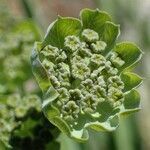 Bupleurum stellatum fruit picture by Yoan MARTIN (cc-by-sa)