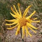 Arnica montana flower picture by xavsis (cc-by-sa)