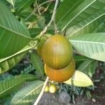 Voacanga globosa fruit picture by Noel Dionson (cc-by-sa)