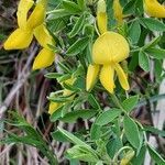 Cytisus emeriflorus leaf picture by Franco Colnago (cc-by-sa)