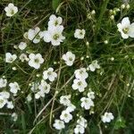 Arenaria montana habit picture by Renaud Brochiero (cc-by-sa)