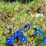 Gentiana verna habit picture by Jani Zadrgal (cc-by-sa)