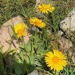 Doronicum grandiflorum habit picture by Jacques Zuber (cc-by-sa)