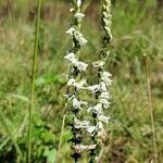 Spiranthes lacera flower picture by Heather Anne Walter (cc-by-sa)