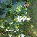 Ageratina aromatica flower picture by I Birn (cc-by-sa)