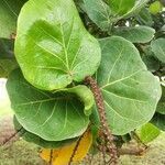 Coccoloba uvifera leaf picture by Augustin Meignié (cc-by-sa)