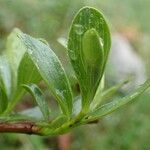 Salix retusa leaf picture by Yoan MARTIN (cc-by-sa)