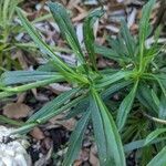 Xerochrysum bracteatum leaf picture by Myriam Landon (cc-by-sa)