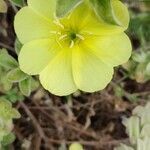 Oenothera drummondii flower picture by Philippe Zitoun (cc-by-sa)