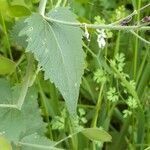 Lunaria annua leaf picture by Ola Barczak (cc-by-sa)