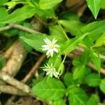 Stellaria pubera leaf picture by jimseng jimseng (cc-by-sa)